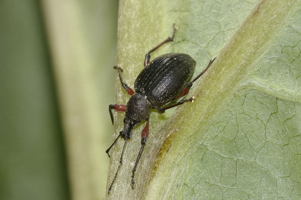 Curculionidae: ora  Otiorhynchus sellae (in accoppiamento)